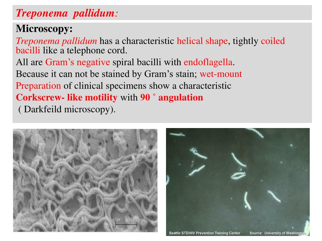 Treponema pallidum igм igg