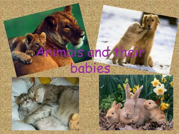 PPT - Animals and their babies PowerPoint Presentation, free download -  ID:2018766