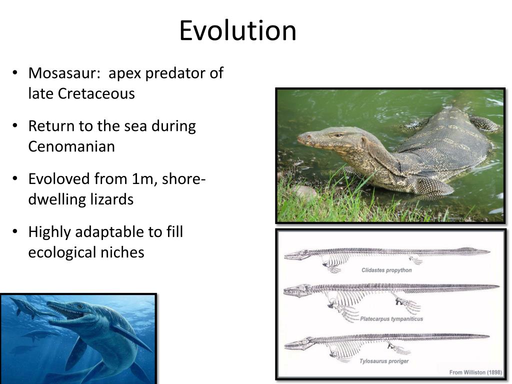 mosasaur evolution