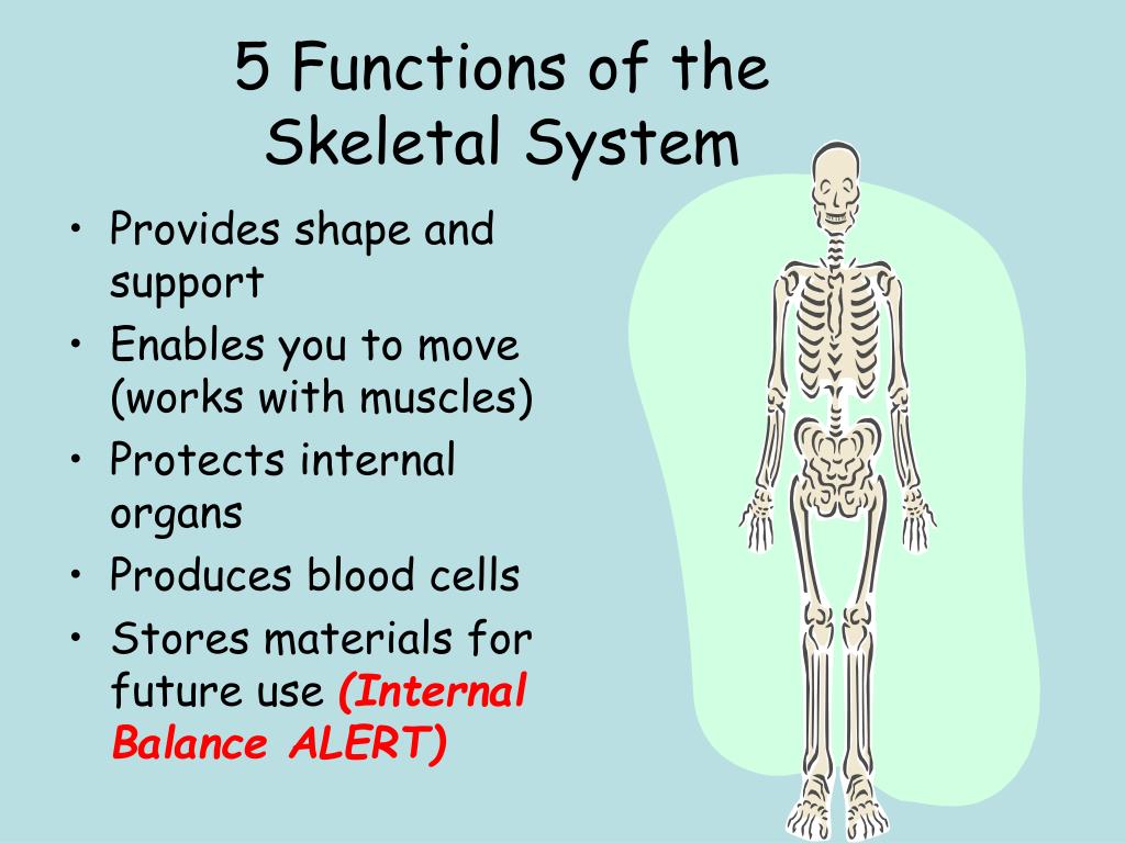 skeletal system parts functions powerpoint presentation