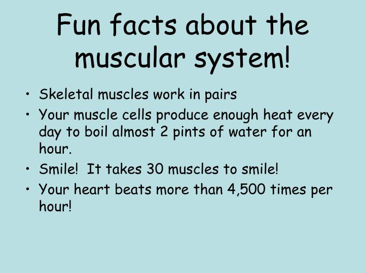 Fun Facts About Muscular System