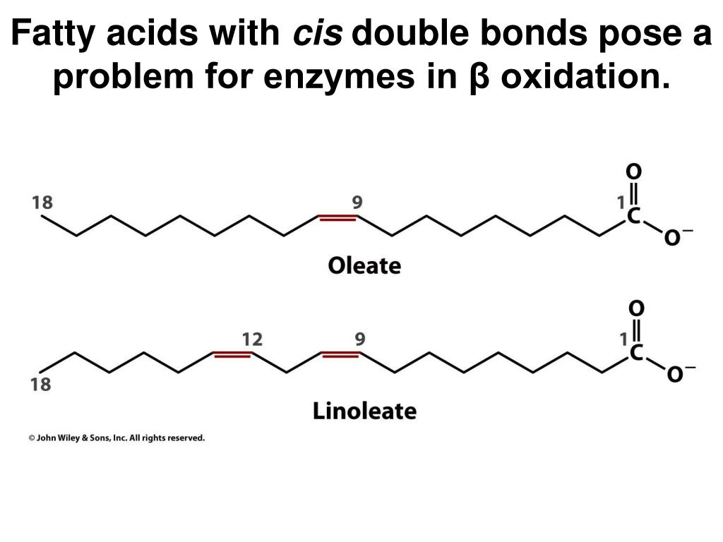 PPT Lecture Notes for Chapter 17 Lipid Metabolism