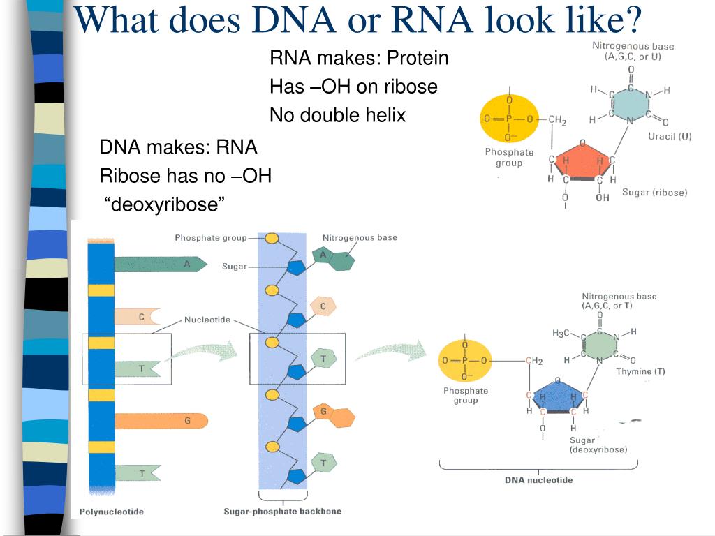 PPT - Proteins, Nucleotides, Metabolism and the Cell 8/31 PowerPoint ...