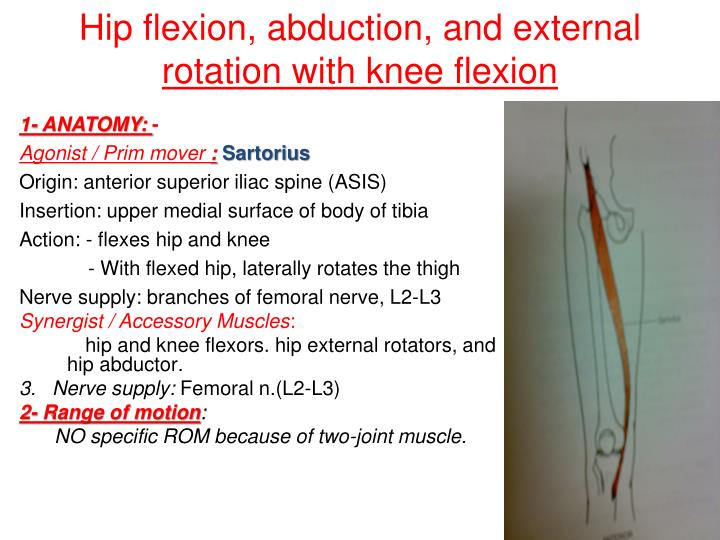 PPT - Hip Muscles PowerPoint Presentation - ID:2019850