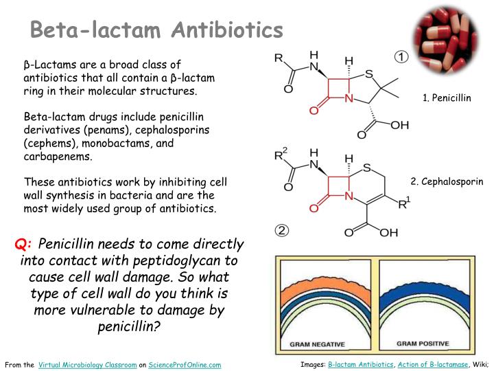 penicillin a type of antibiotic penicillin a type of antibiotic