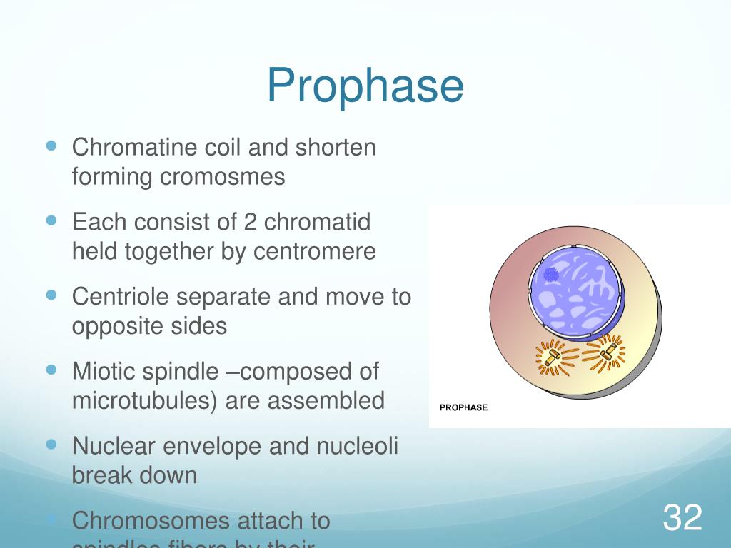 Cell physiology PowerPoint Presentation, free download Biology Diagrams