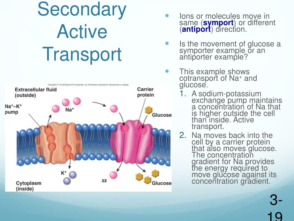 Secondary and active transport