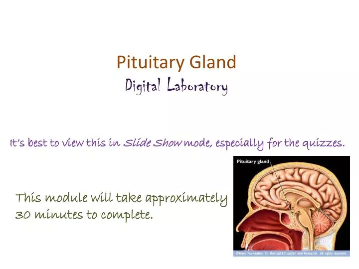 Ppt Pituitary Gland Digital Laboratory Powerpoint Presentation Free