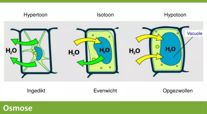 PPT  Hypertoon PowerPoint Presentation, free download  ID2023873