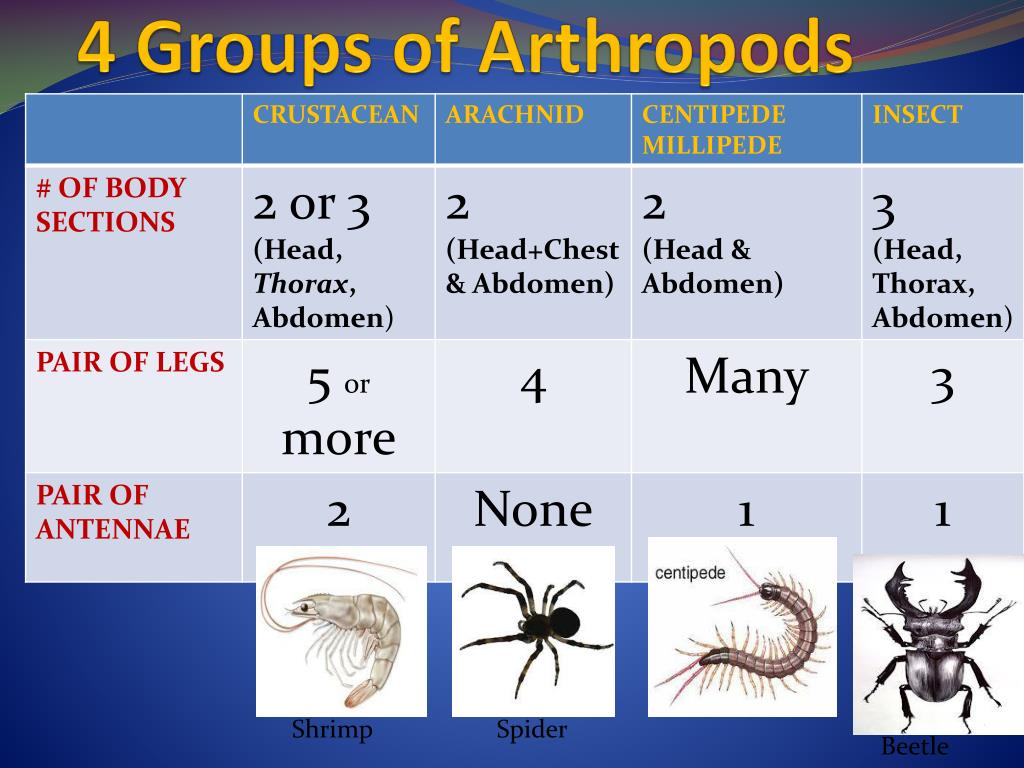 facts about the arthropoda phylum
