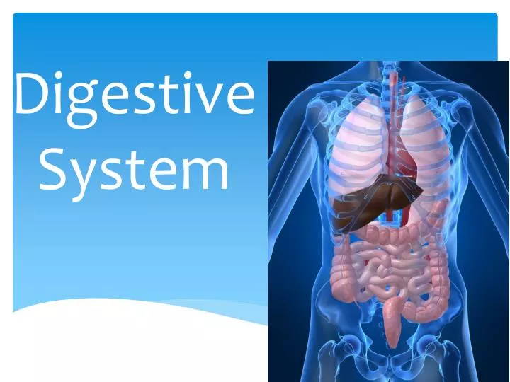 PPT - Digestive System PowerPoint Presentation, free download - ID:2024379