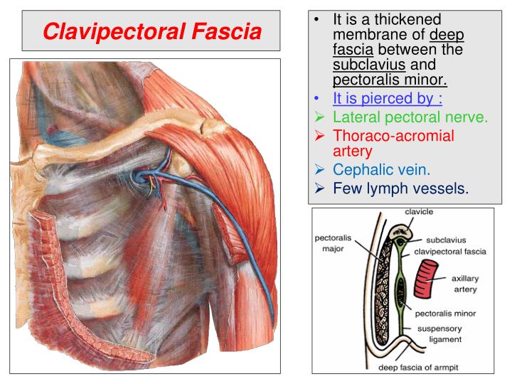 ppt-pectoral-region-and-axilla-powerpoint-presentation-id-2024410