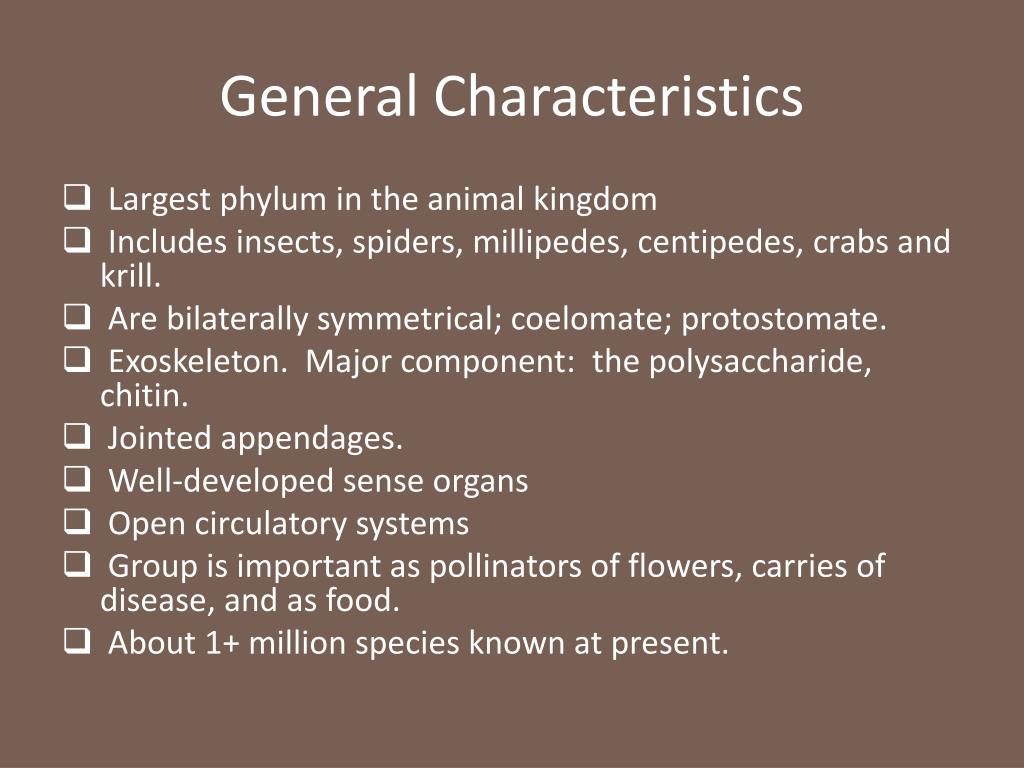 PPT - Phylum Arthropoda PowerPoint Presentation, free download - ID:2024685