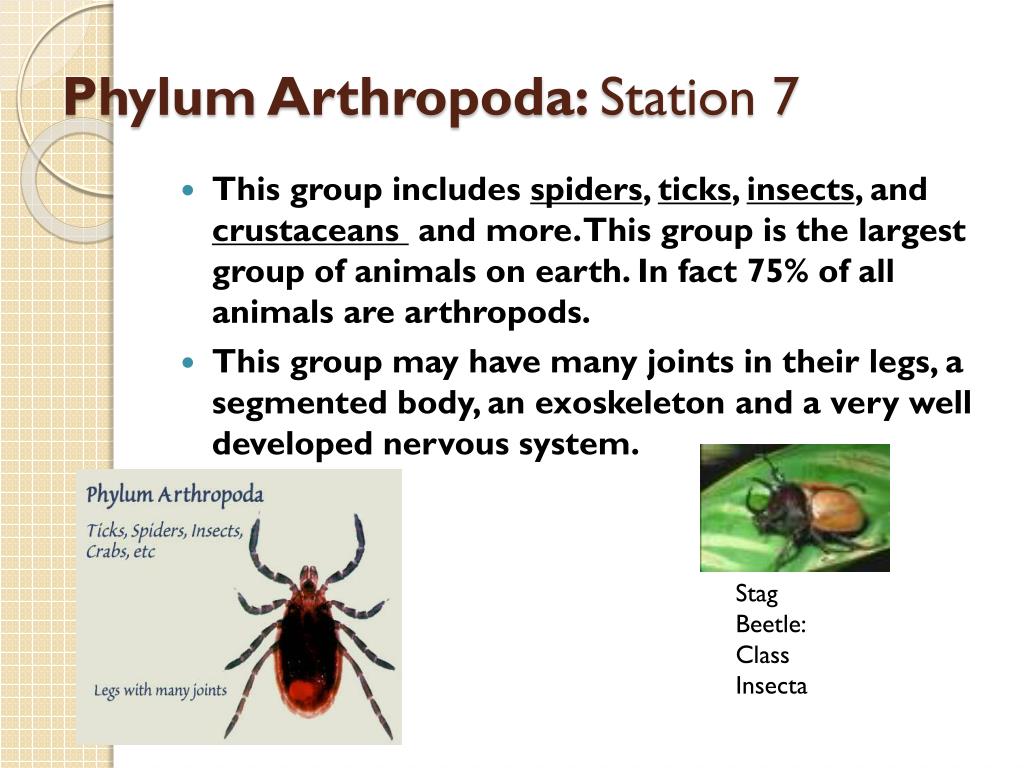 PPT - Phylum Arthropoda : Station 7 PowerPoint Presentation, free download  - ID:2025275