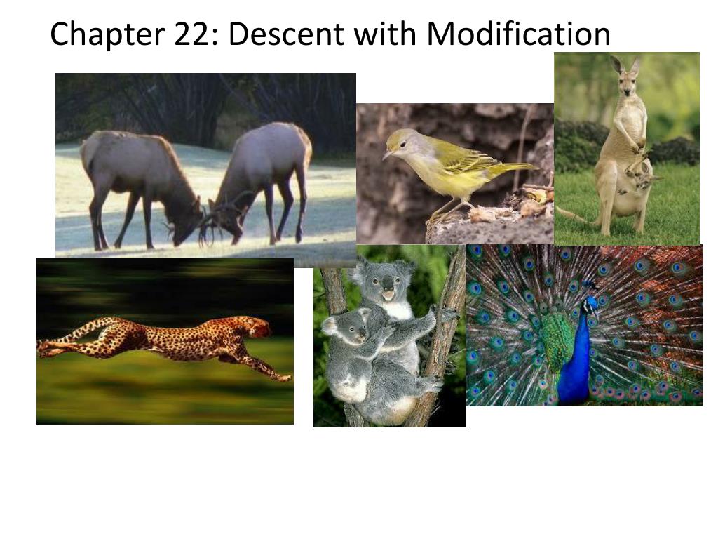 ppt-descent-with-modification-a-darwinian-view-of-life-powerpoint