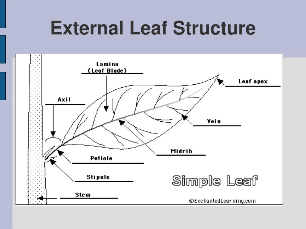 External structure of a leaf diagram 3 dorsiventral cross se