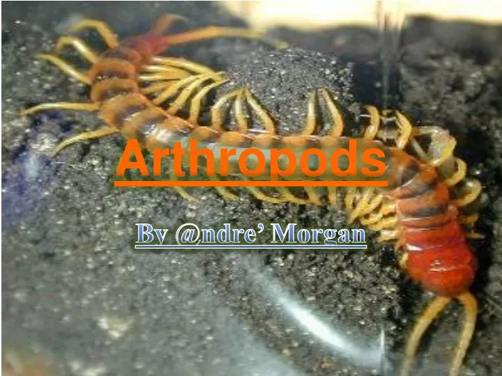 PPT - Arthropods PowerPoint Presentation, free download - ID:2026698 PPT - Arthropods PowerPoint Presentation, free download - ID:2026698