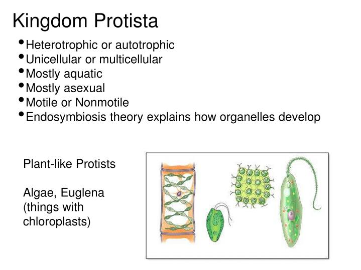 Kingdom Protista Heterotrophic Or Autotrophic Unicellular Or Multicellular Kingdom Protista Heterotrophic Or Autotrophic Unicellular Or Multicellular