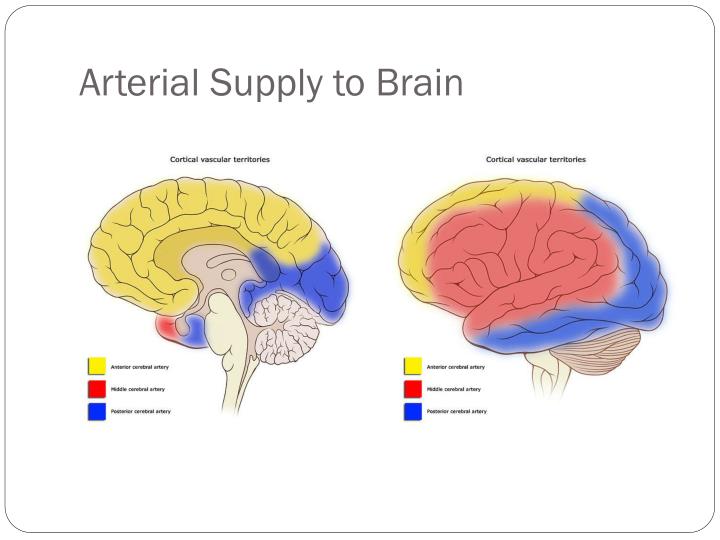 PPT - Blood Supply of Brain and Spinal Cord Lecture: 17 PowerPoint ...
