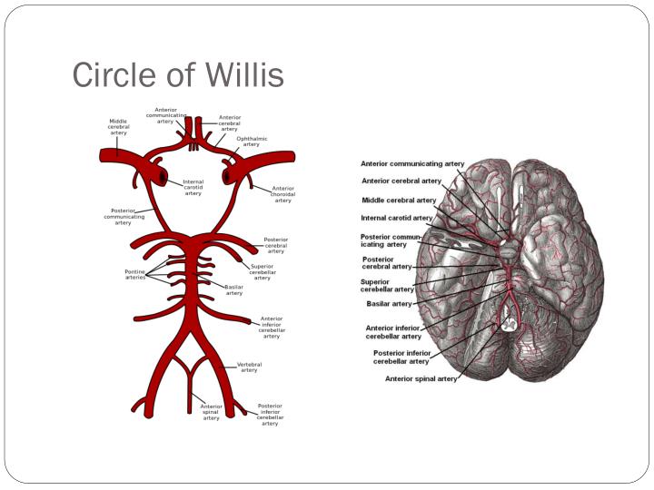 PPT - Blood Supply of Brain and Spinal Cord Lecture: 17 PowerPoint ...