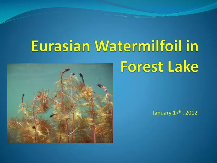 eurasian watermilfoil in forest lake n.
