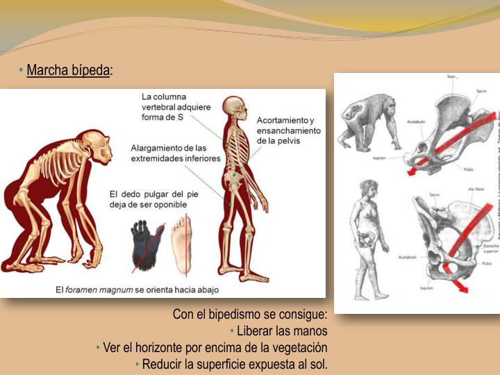 PPT - Evolución de los homínidos PowerPoint Presentation - ID:2027476