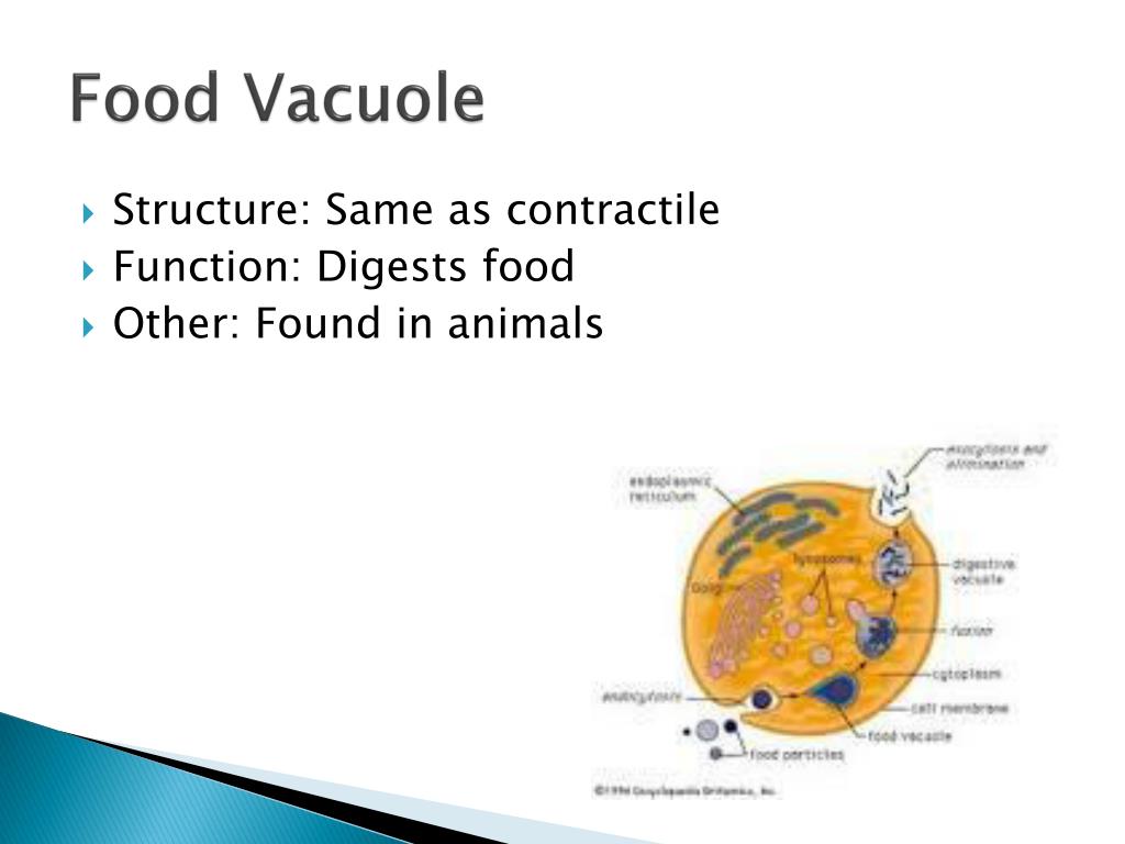 What Is Food Vacuole
