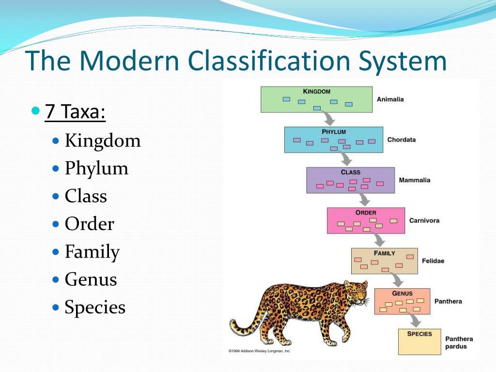 Zoology Classification