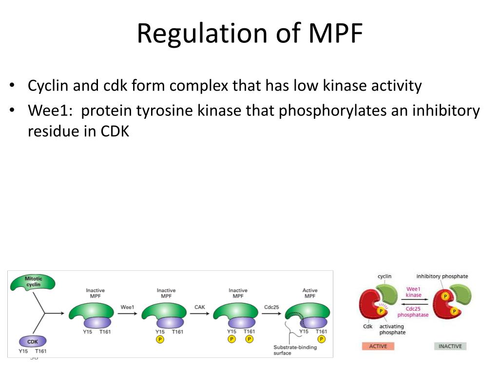 Cell Cycle Regulation and Checkpoints PowerPoint Presentation ... Biology Diagrams