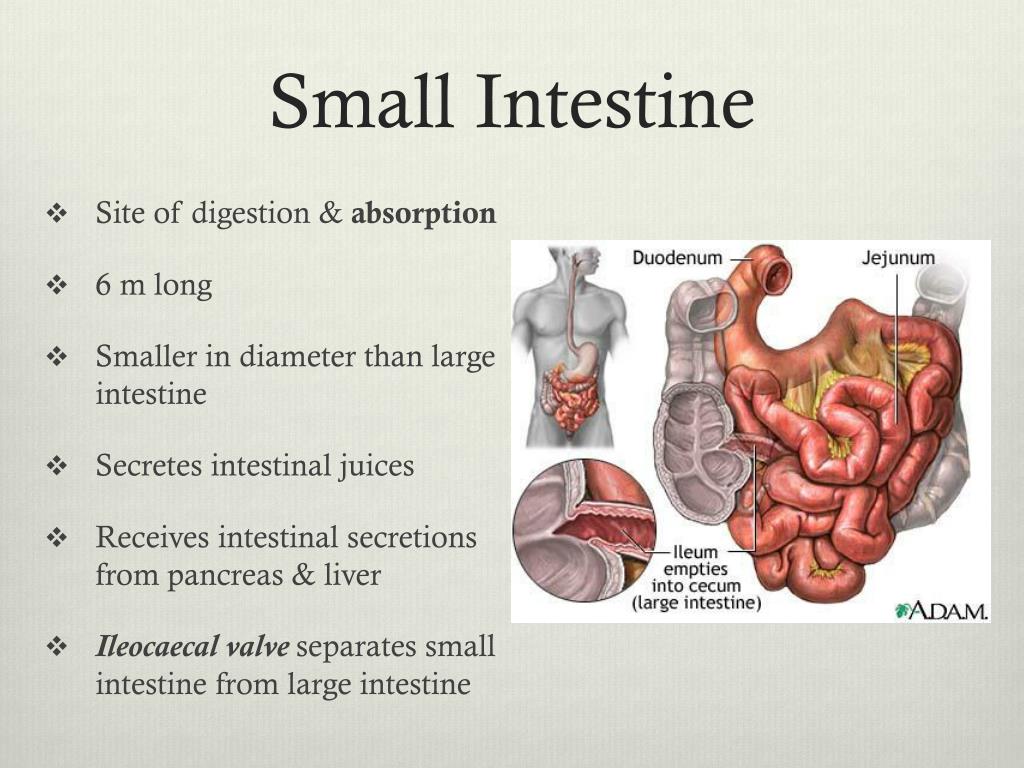 Ppt digestive system powerpoint presentation free download id 2028397