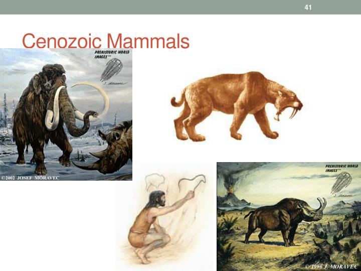 PPT - Geologic time PowerPoint Presentation - ID:2028654