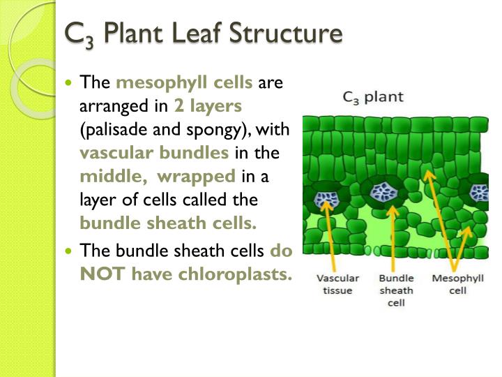 PPT - Adaptations to Photosynthesis: C4 and CAM Plants PowerPoint ...