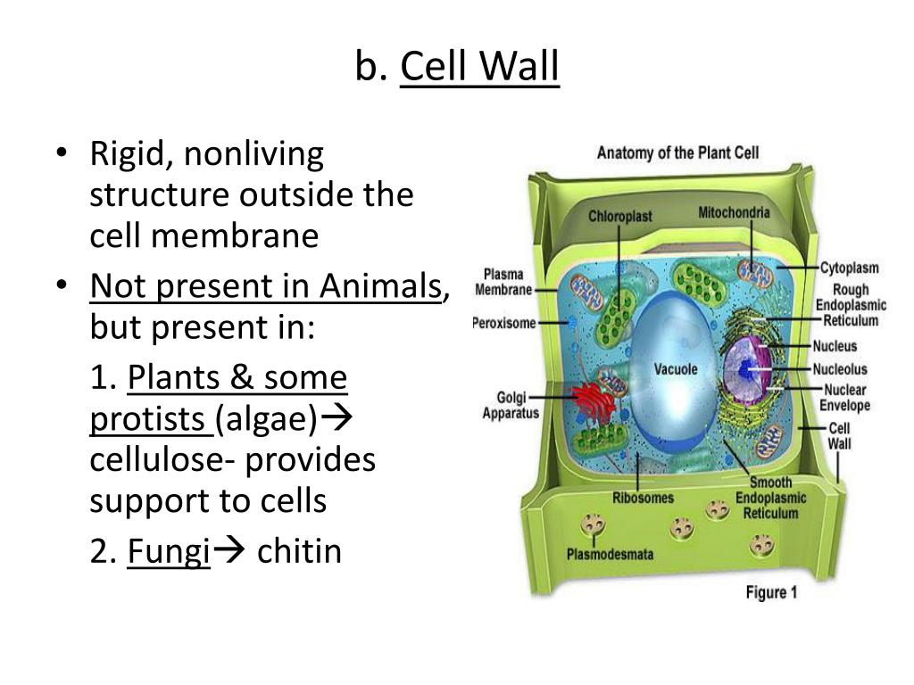Cell Wall structure. Загадки про клеточную стенку. Fungal Cell structure. Protists Cell structure. Имеется клеточная стенка из хитина