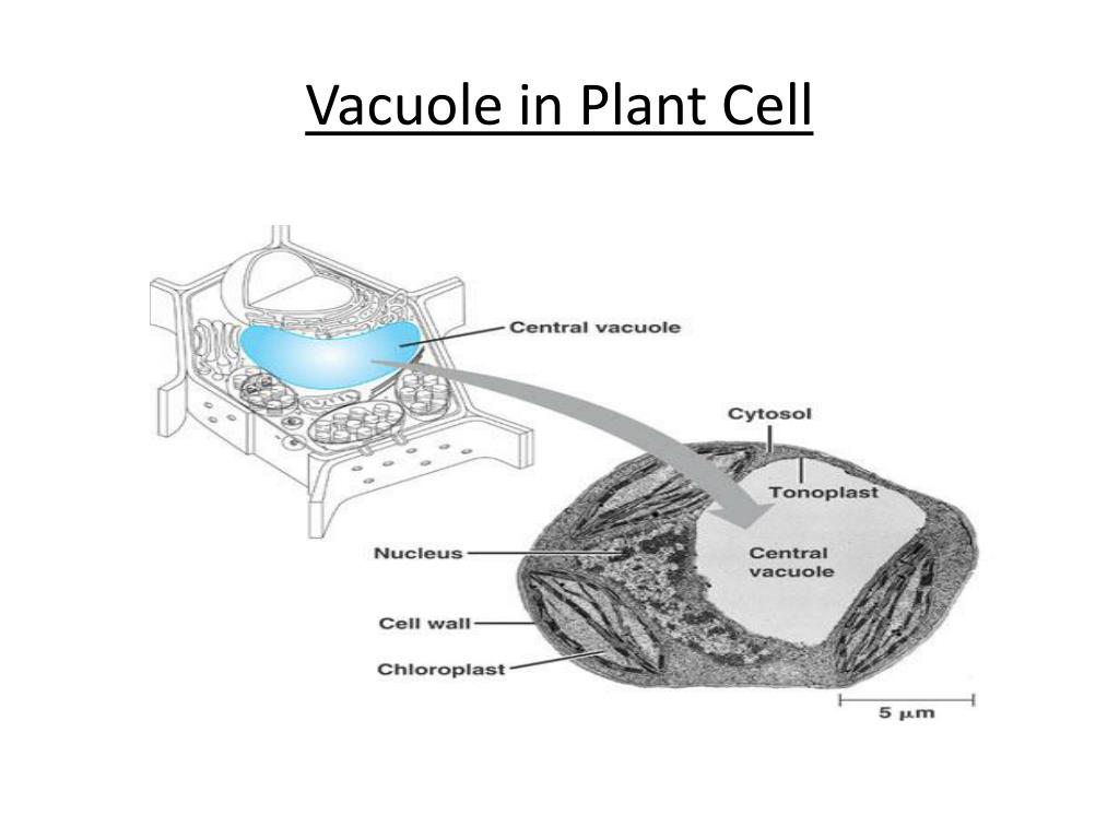 PPT - Chapter 7 Cell Structures PowerPoint Presentation - ID:2028706