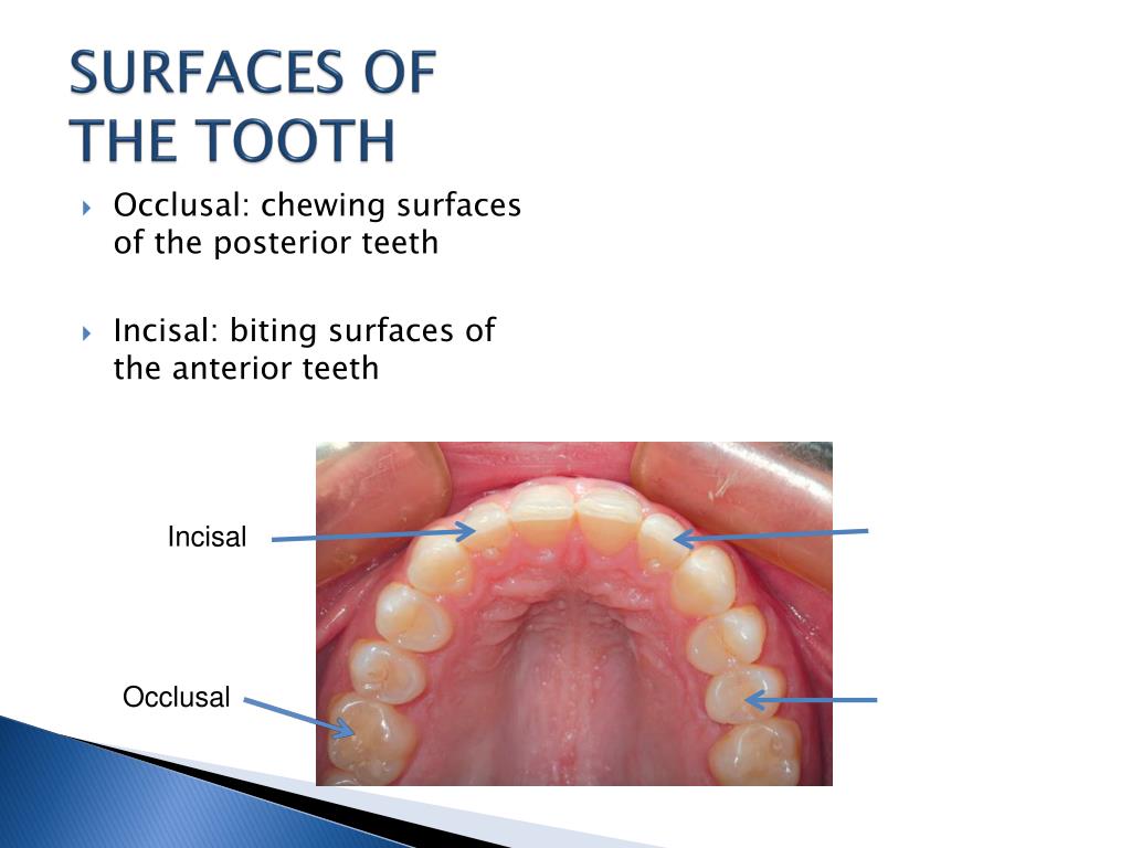 PPT The tooth and surrounding structures PowerPoint Presentation