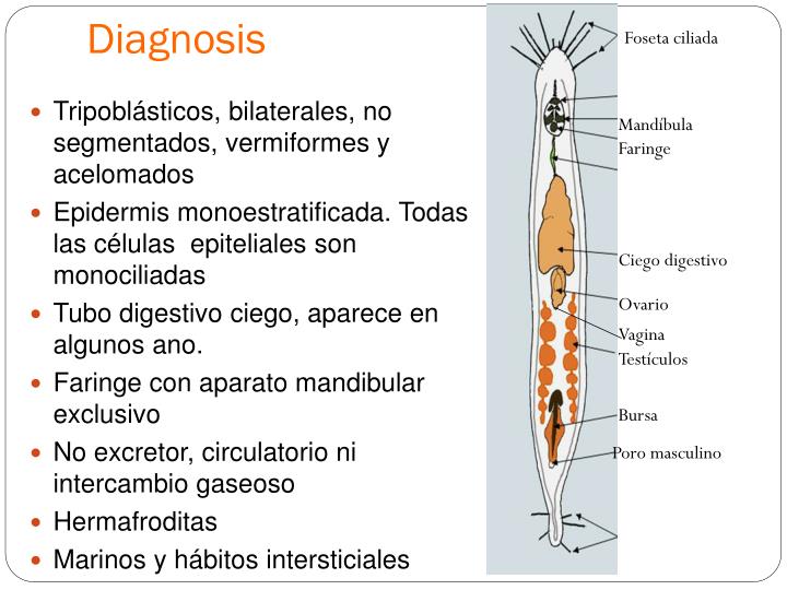 PHYLUM GNATHOSTOMULIDA EBOOK PHYLUM GNATHOSTOMULIDA EBOOK