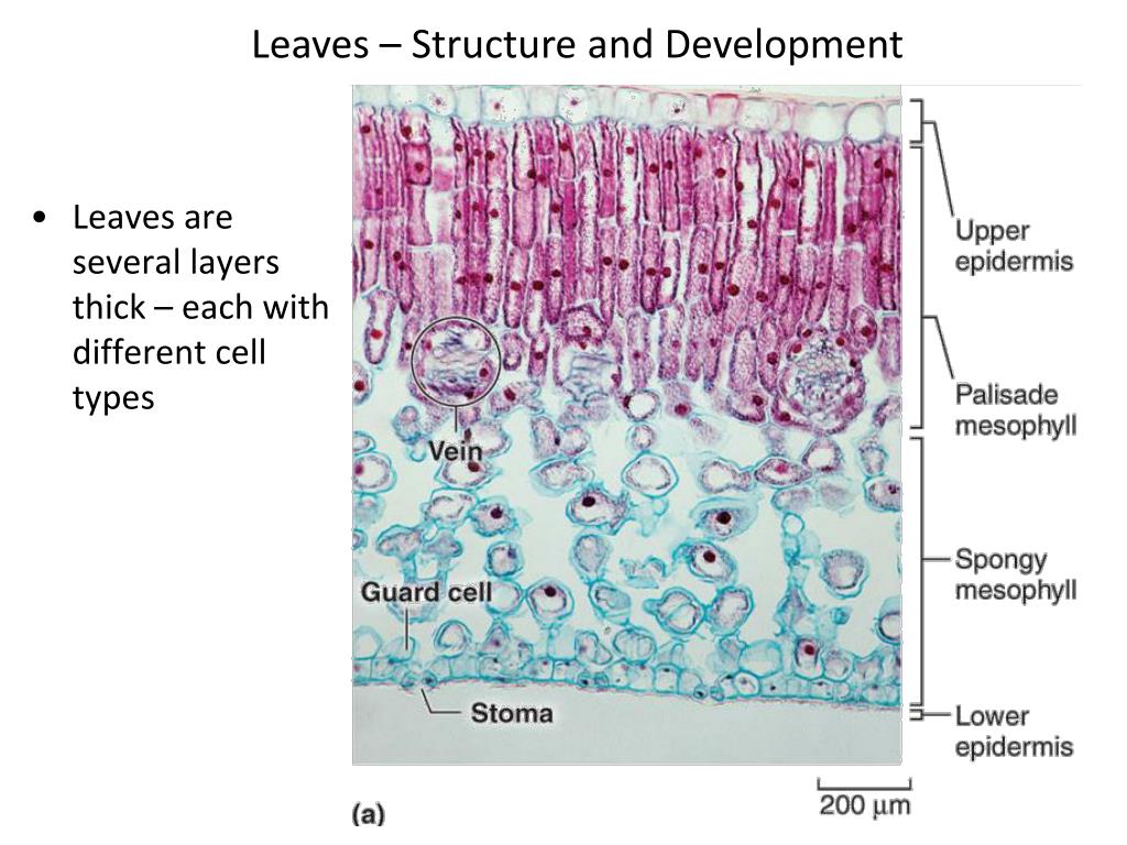 PPT - The leaf is the main photosynthetic organ of most vascular plants ...