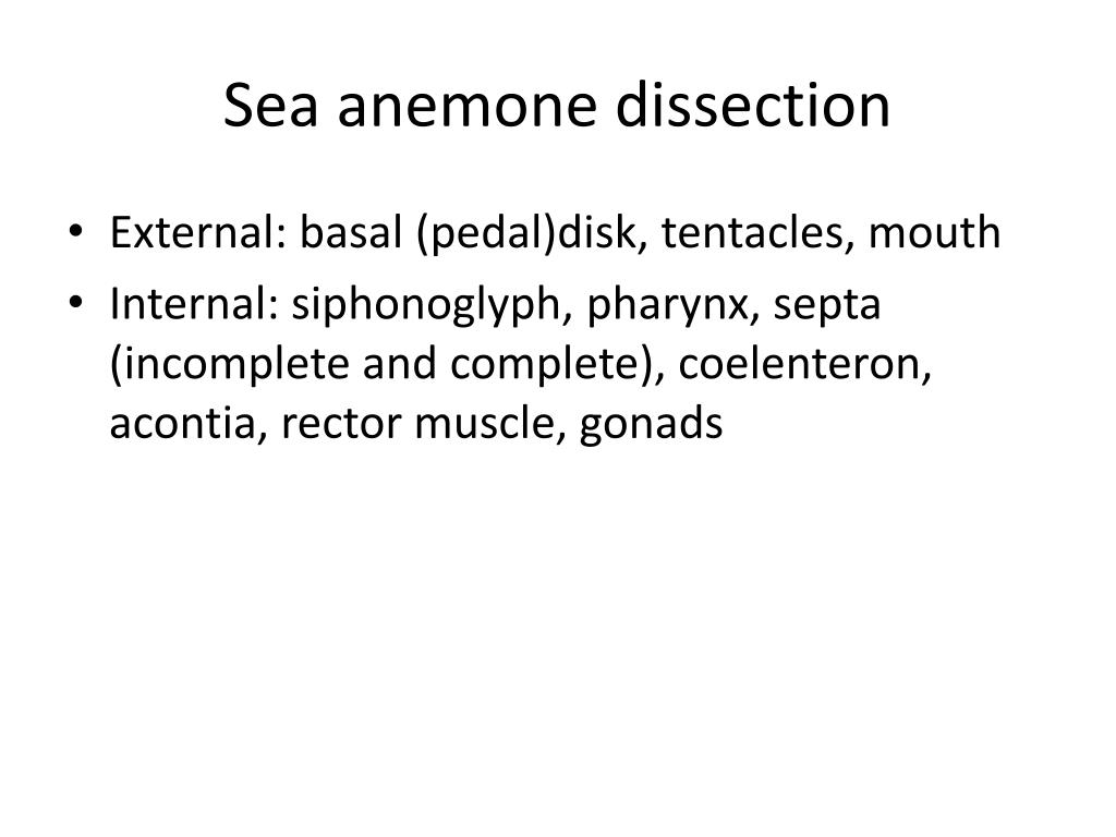 sea anemone dissection