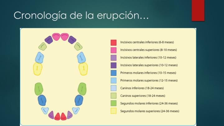 PPT - Generalidades de la cronología, erupción y morfología dentaria