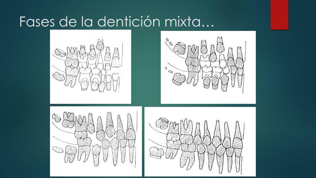 PPT - Generalidades de la cronología, erupción y morfología dentaria ...