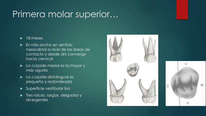 PPT - Generalidades de la cronología, erupción y morfología dentaria