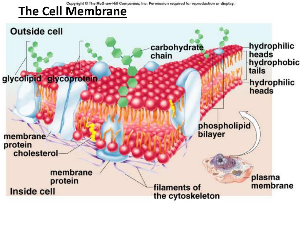 PPT Biochemistry PowerPoint Presentation, free download