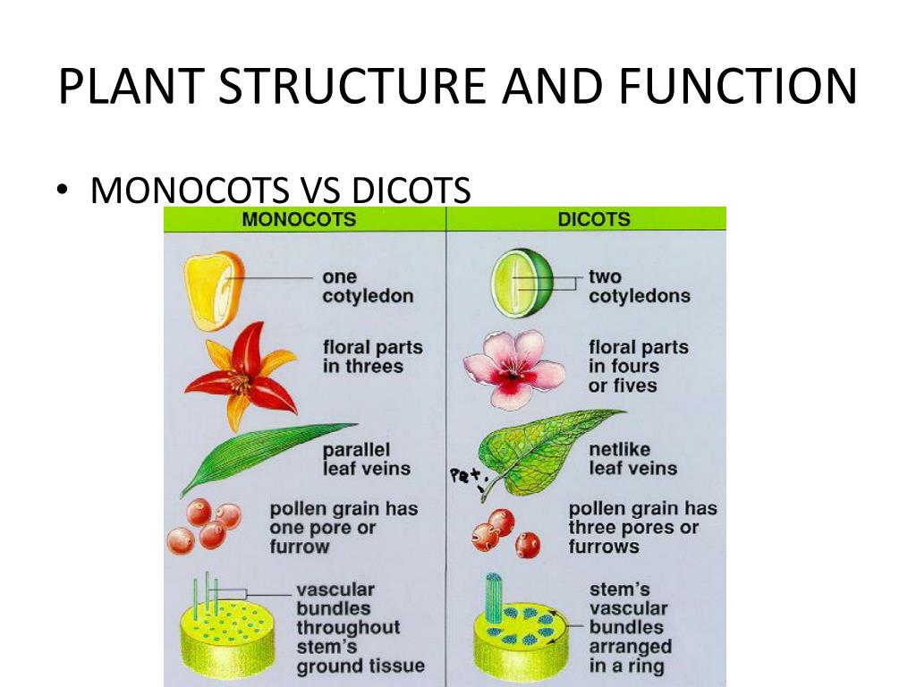 Plant structure