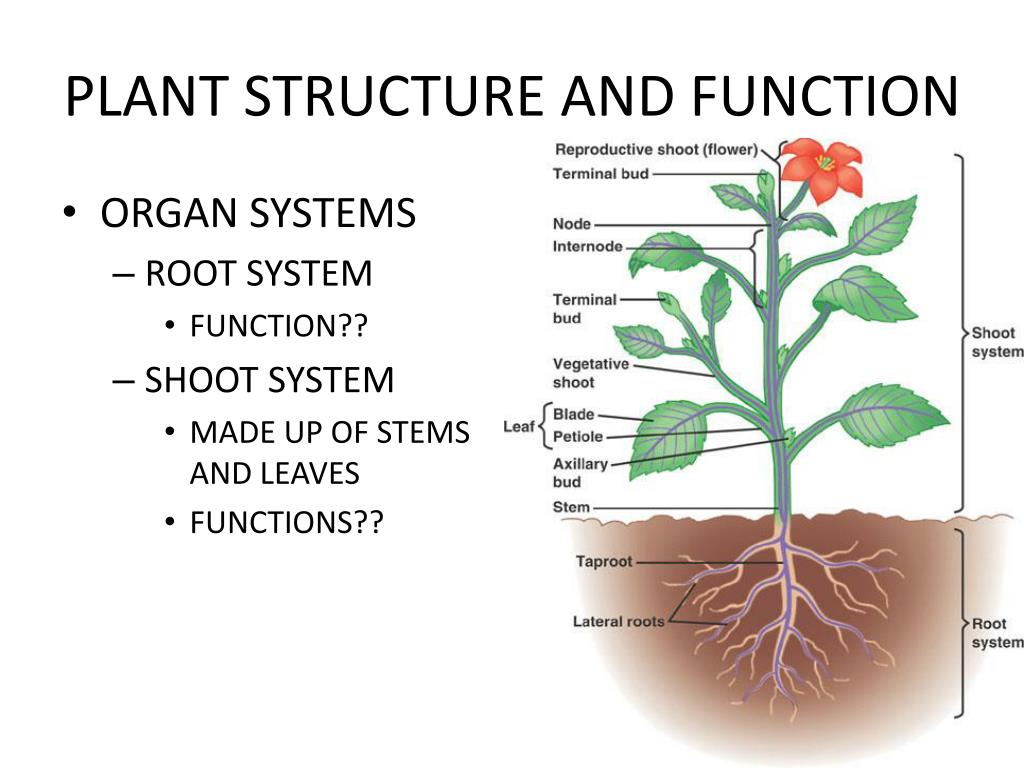 PPT - PLANT STRUCTURE AND FUNCTION (THE LAST CHAPTER ...