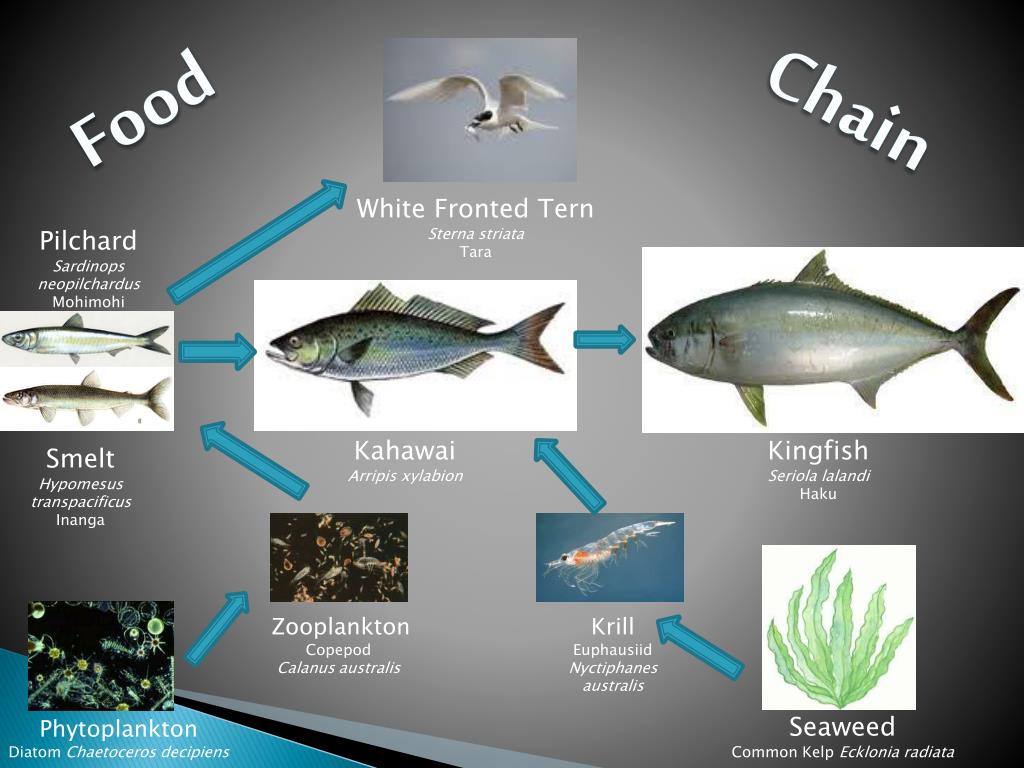 HOW OVERFISHING AFFECTS BIODIVERSITY PowerPoint Presentation ... Biology Diagrams