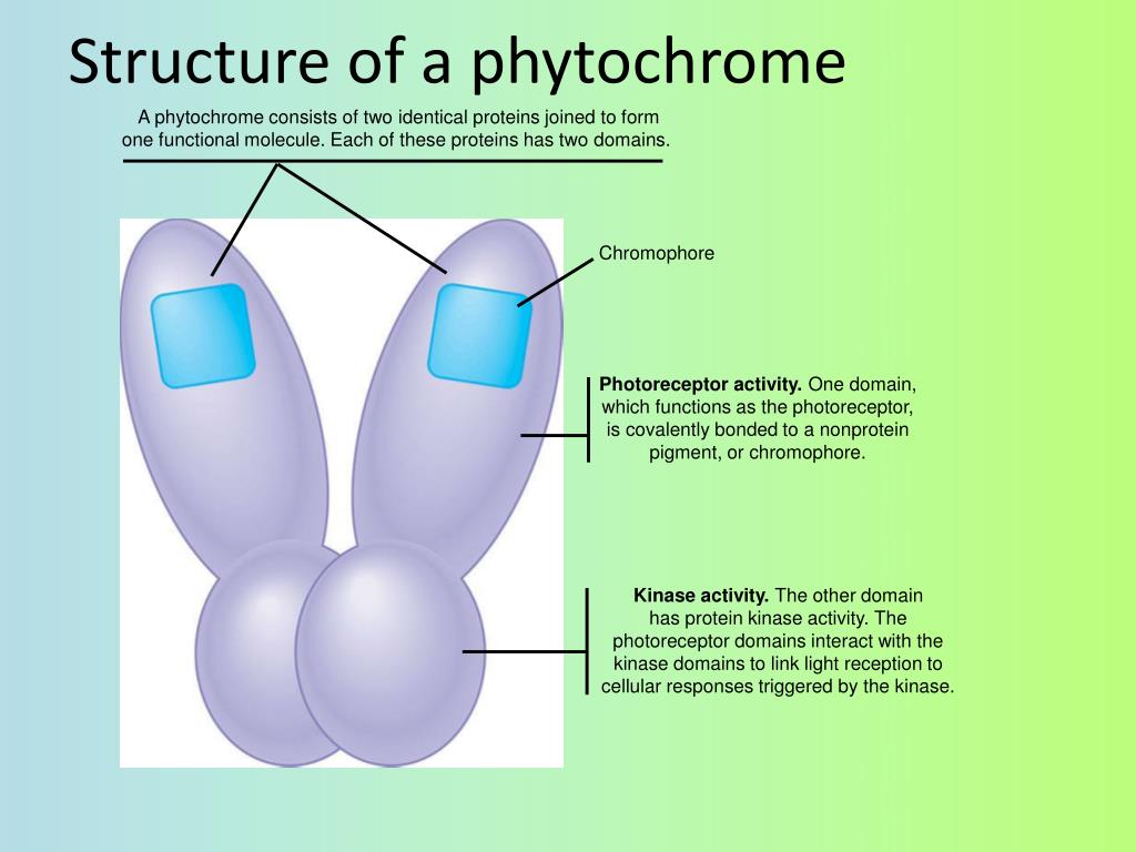PPT  Plant Growth (Ch. 35, 39) PowerPoint Presentation, free download