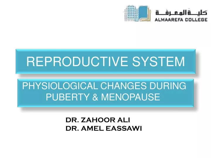 reproductive system n.