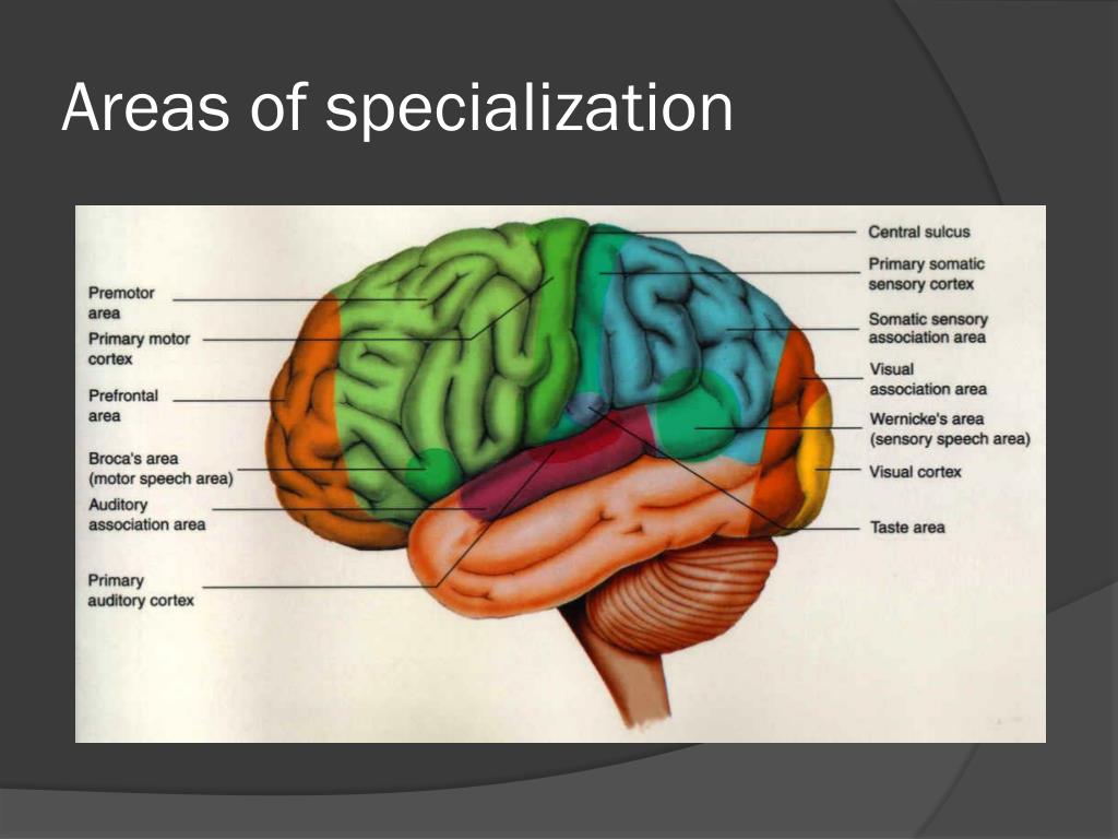 Brain zones. Проекционные зоны коры головного мозга. Проекционные зоны конечного мозга. Ассоциативная зона коры головного мозга. Ассоциативные зоны конечного мозга.