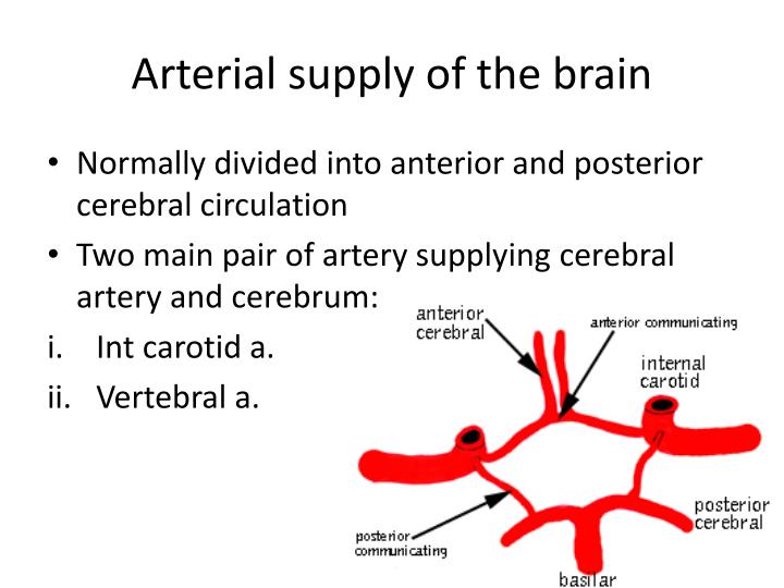 PPT - MAJOR ARTERIES SUPPLYING HEAD AND NECK PowerPoint Presentation ...