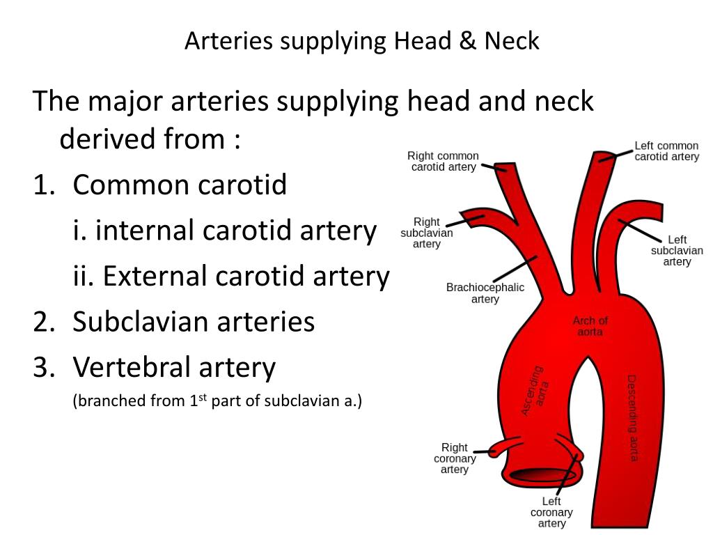 PPT - MAJOR ARTERIES SUPPLYING HEAD AND NECK PowerPoint Presentation, free download - ID:2030083